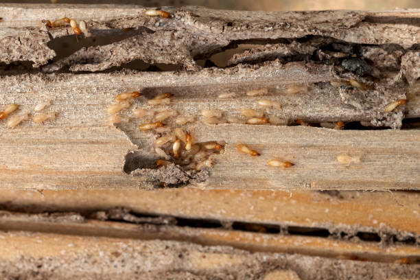 Trusted Elsberry, MO Pest Control Experts